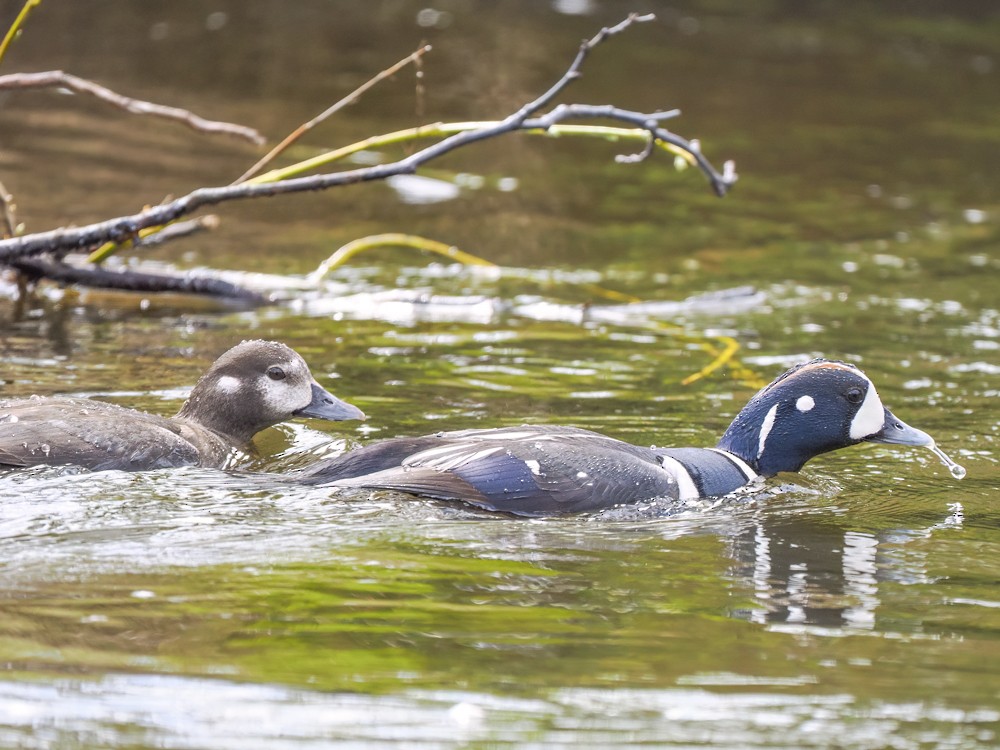 Harlequin Duck - ML620234975