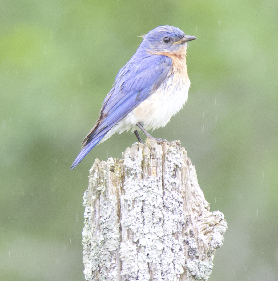 Eastern Bluebird - ML620234977