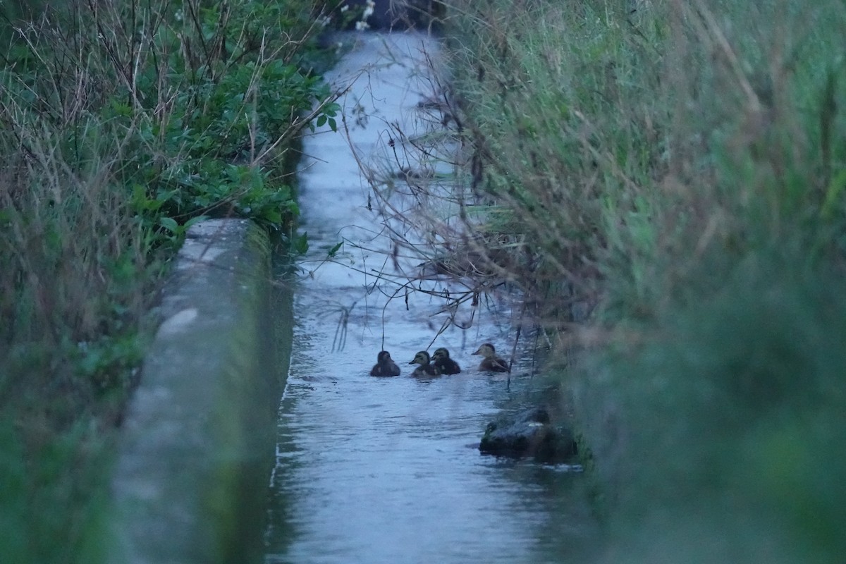 Eastern Spot-billed Duck - ML620234978