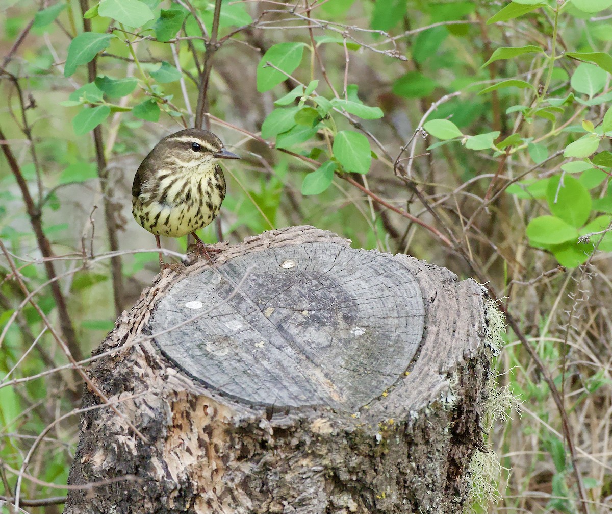 Northern Waterthrush - ML620234986