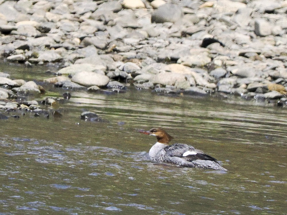 Common Merganser - ML620234989