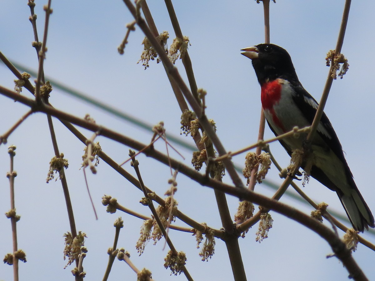 Rose-breasted Grosbeak - ML620234991