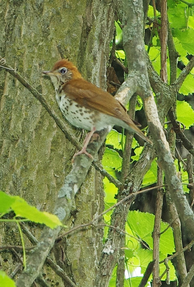 Wood Thrush - Mary Caldwell