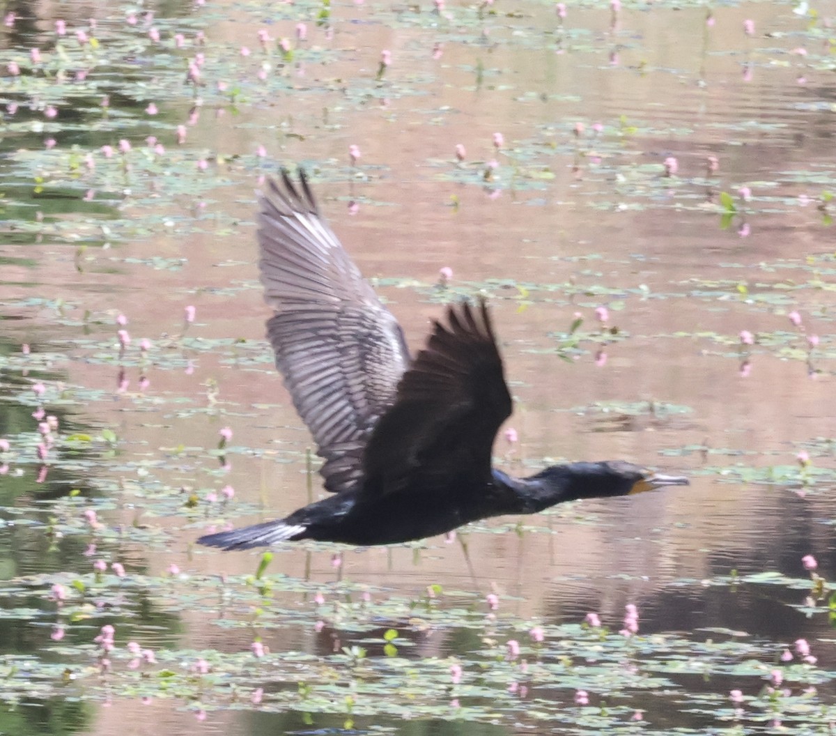 Double-crested Cormorant - ML620234999