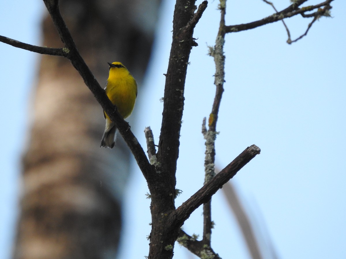 Blue-winged Warbler - ML620235003