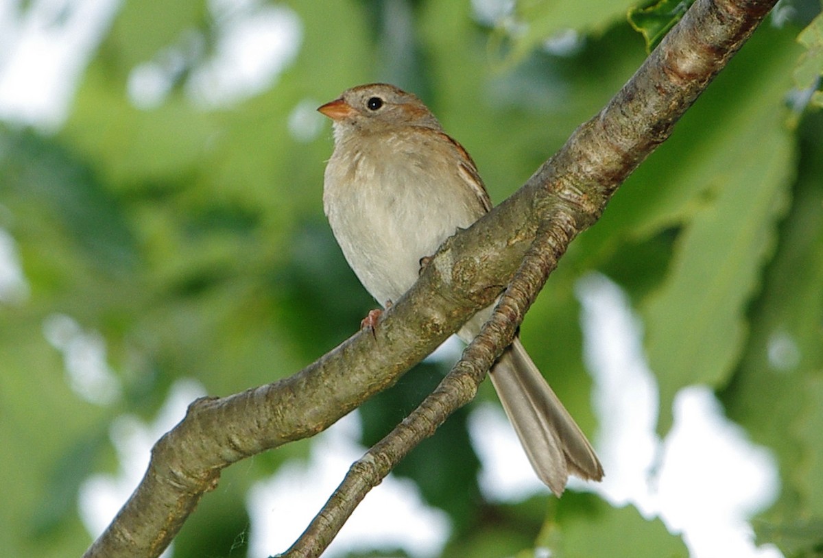 Field Sparrow - ML620235015