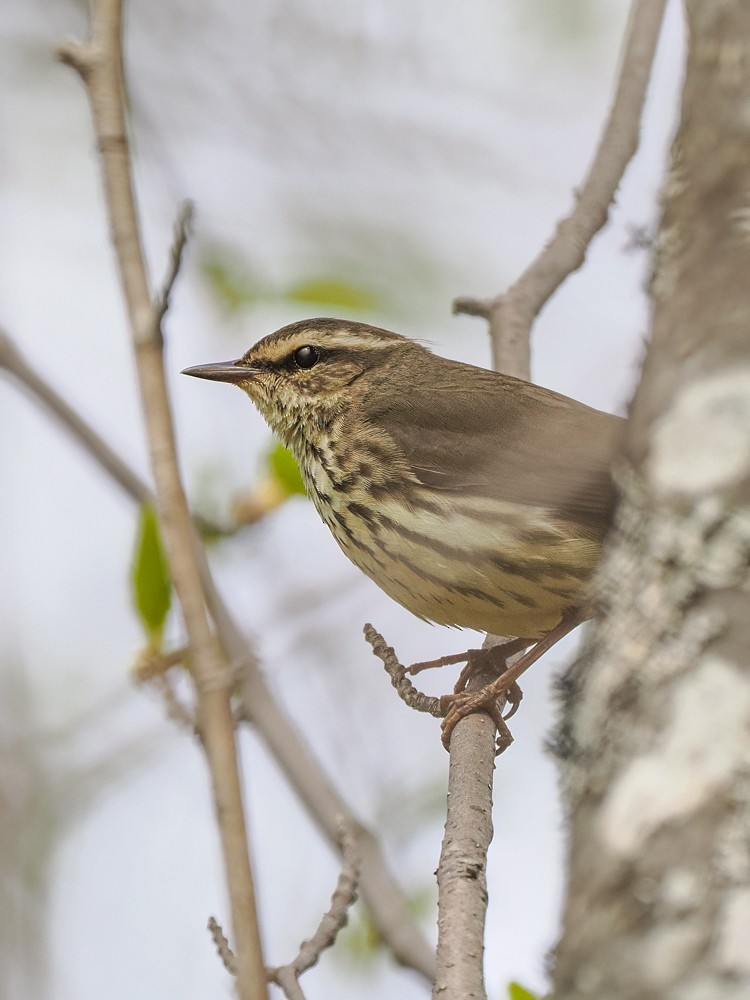 Northern Waterthrush - ML620235016