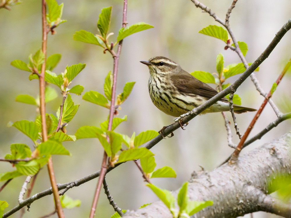 Northern Waterthrush - ML620235017