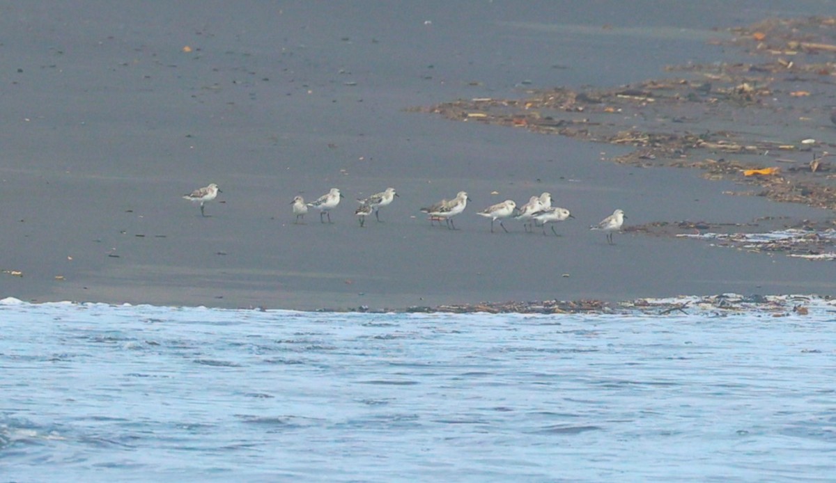 Bécasseau sanderling - ML620235025