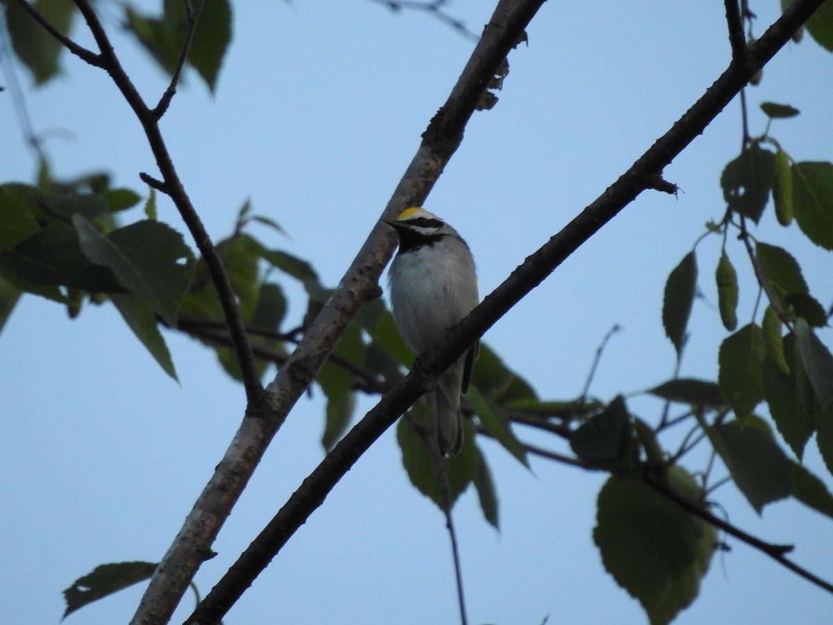 Golden-winged Warbler - ML620235031