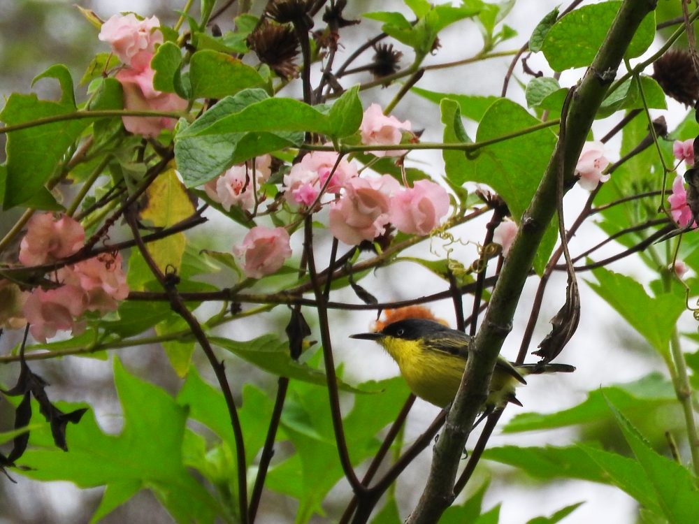 Common Tody-Flycatcher - ML620235037