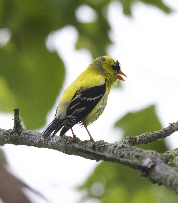 American Goldfinch - ML620235040