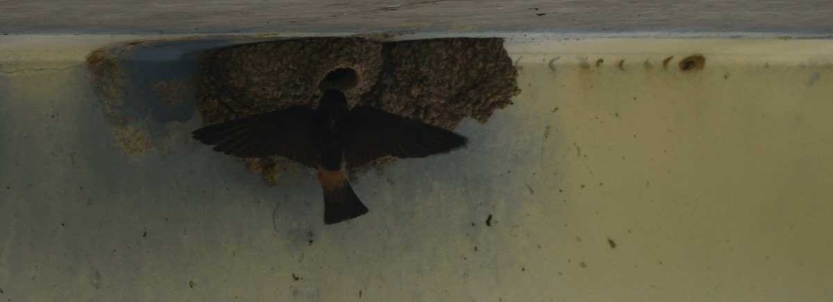 Cliff Swallow (pyrrhonota Group) - ML620235045