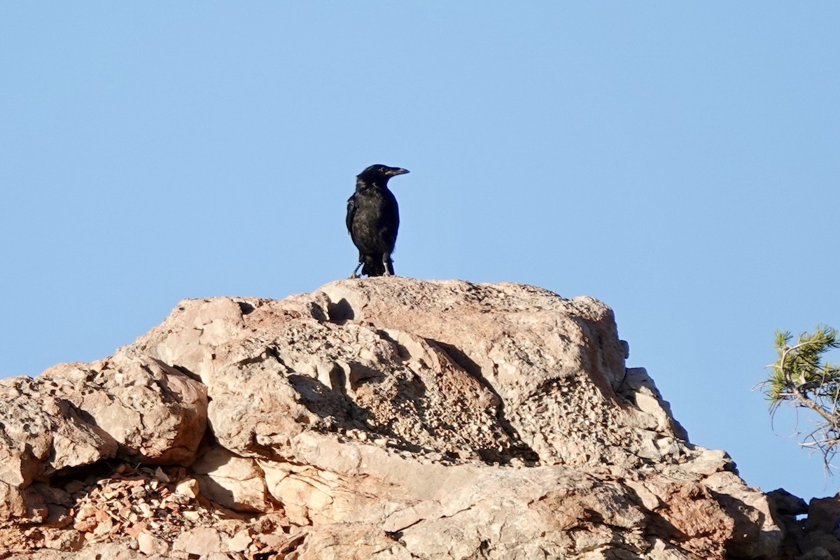 Common Raven - Bob Greenleaf