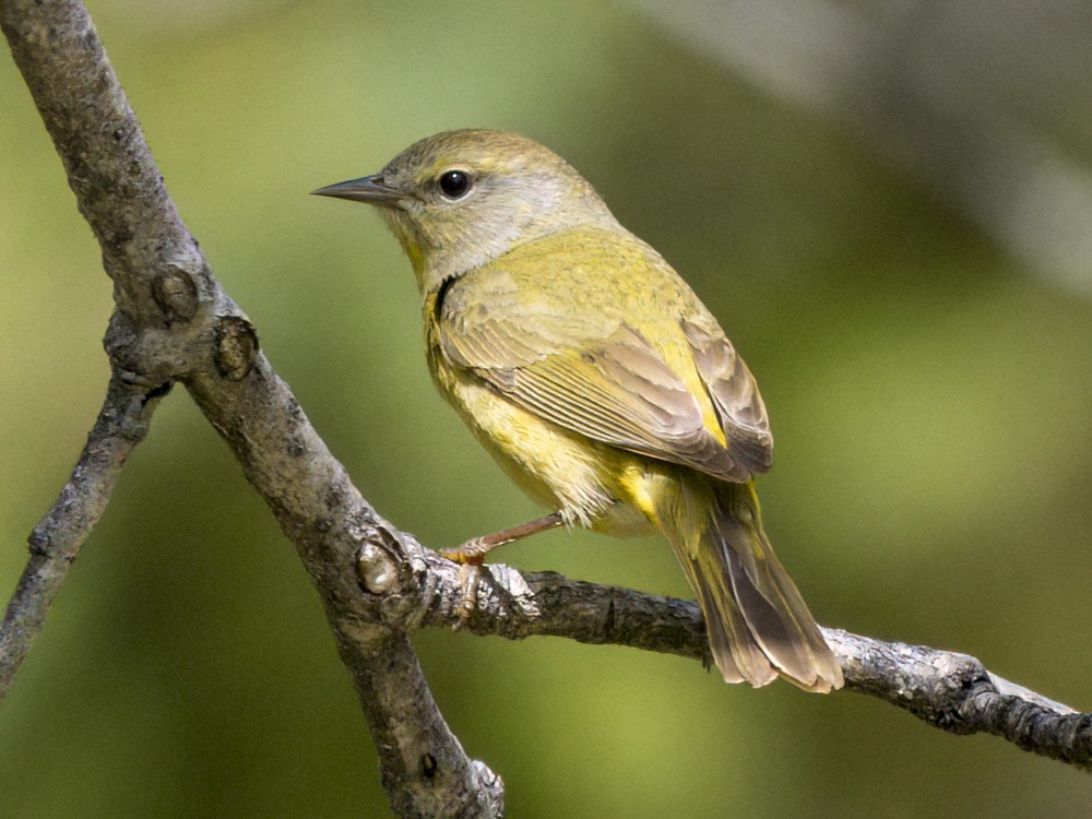 Orange-crowned Warbler - ML620235047