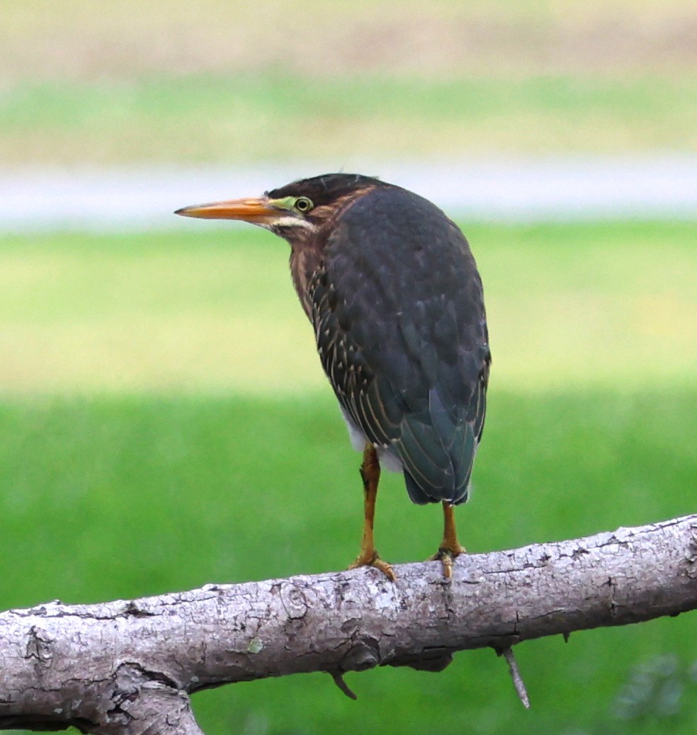 Green Heron - Diane Etchison