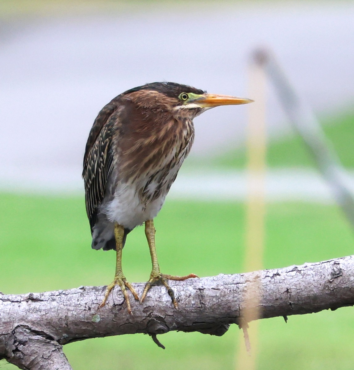 Green Heron - ML620235051