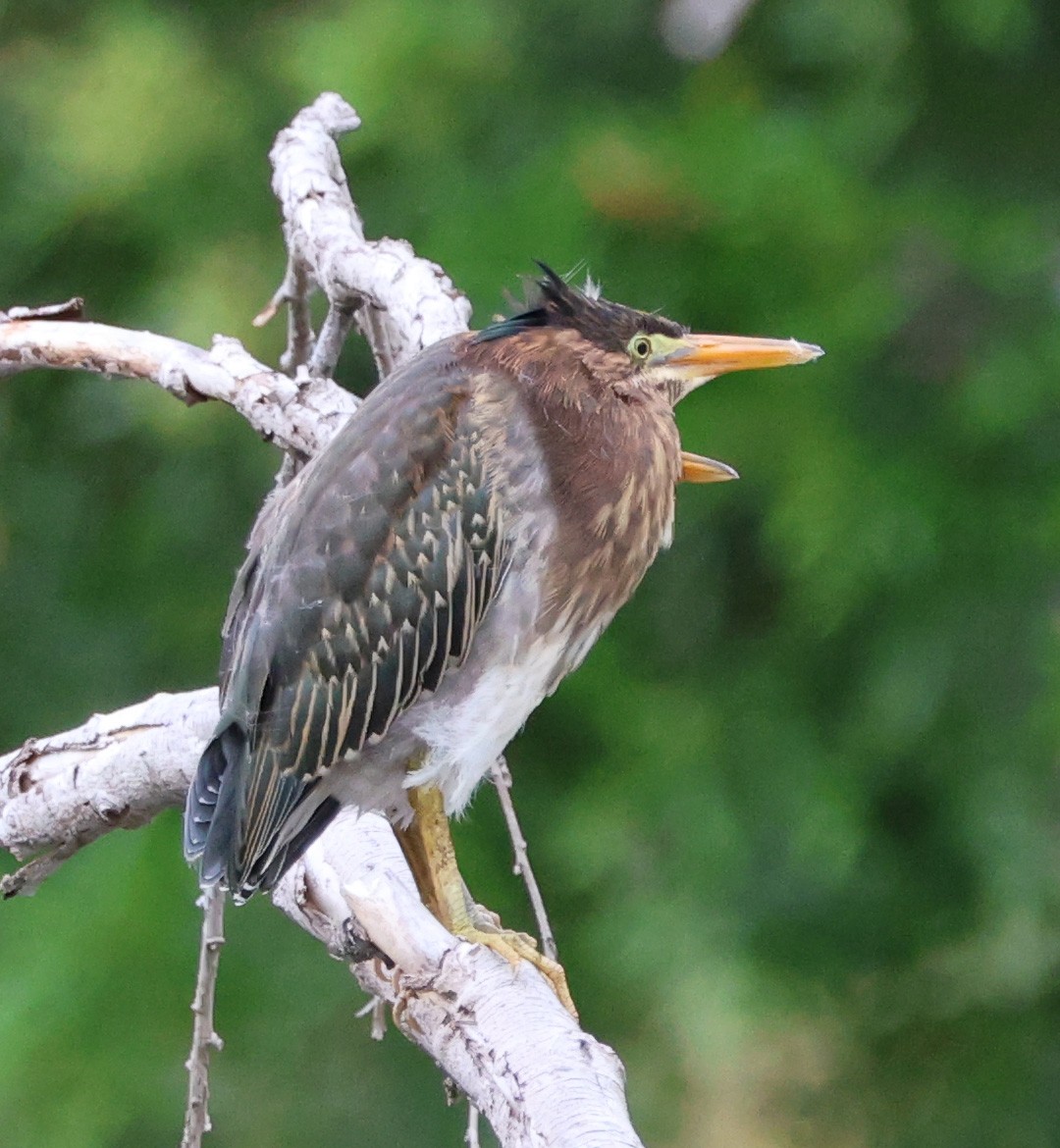 Green Heron - ML620235053