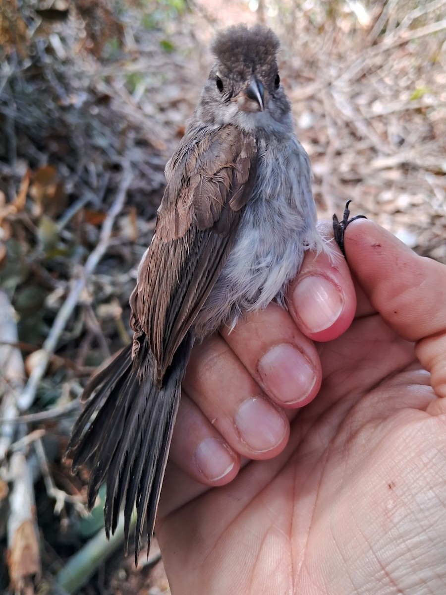 Pileated Finch - ML620235057