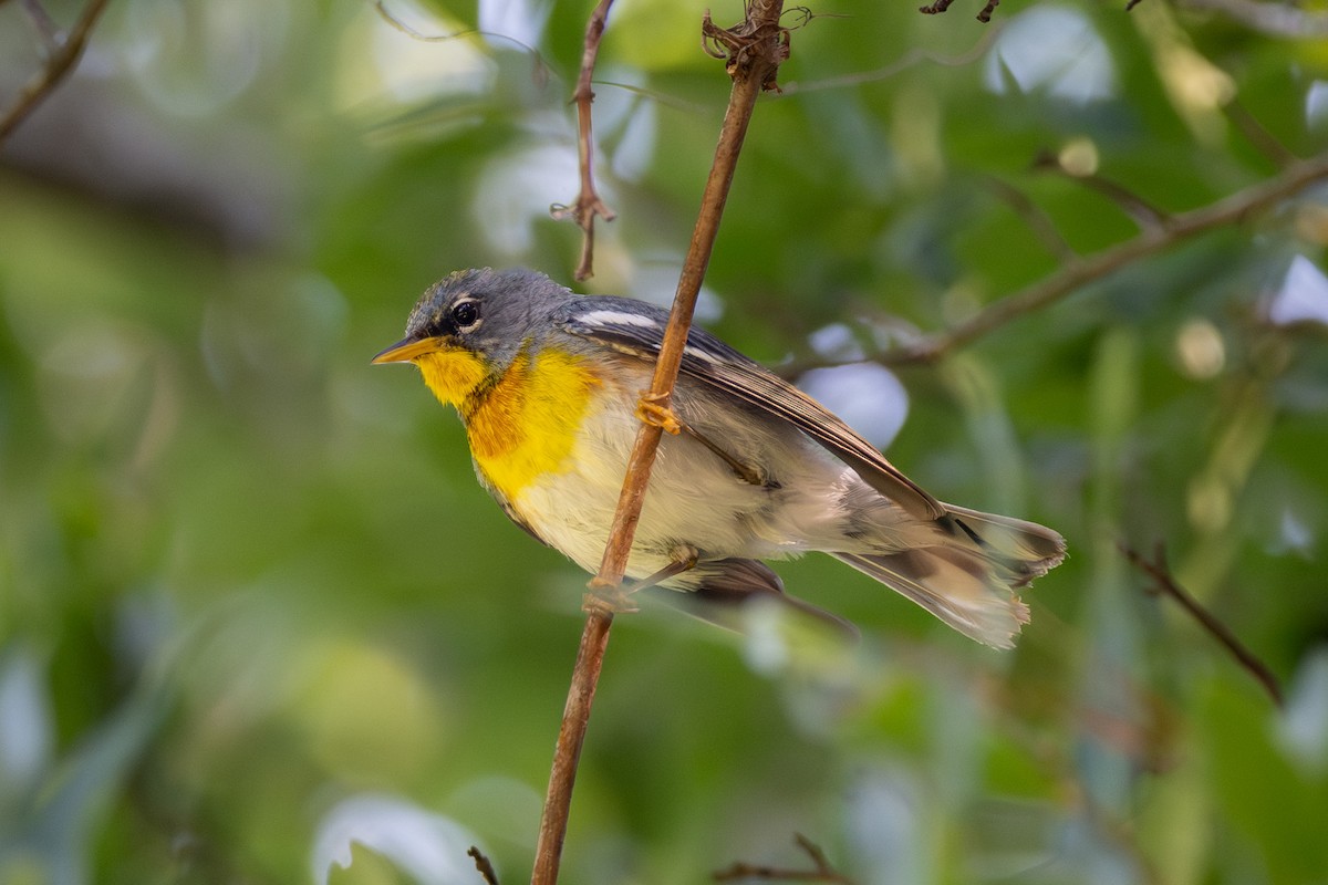 Northern Parula - ML620235063