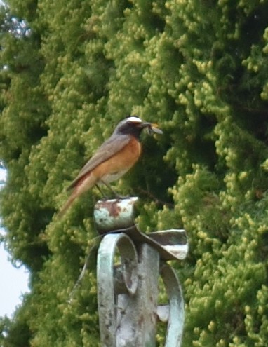 Common Redstart (Common) - ML620235064