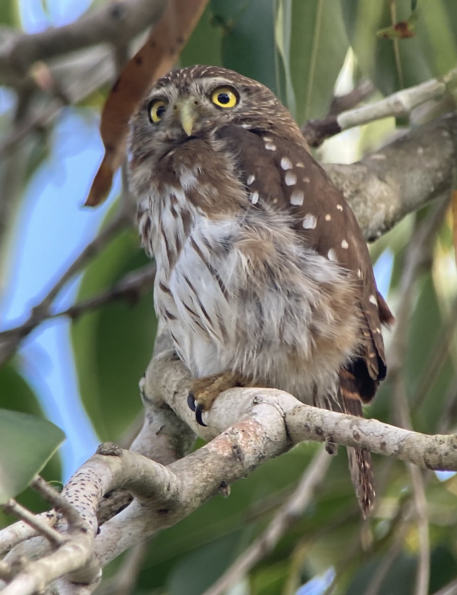 Ferruginous Pygmy-Owl - ML620235065