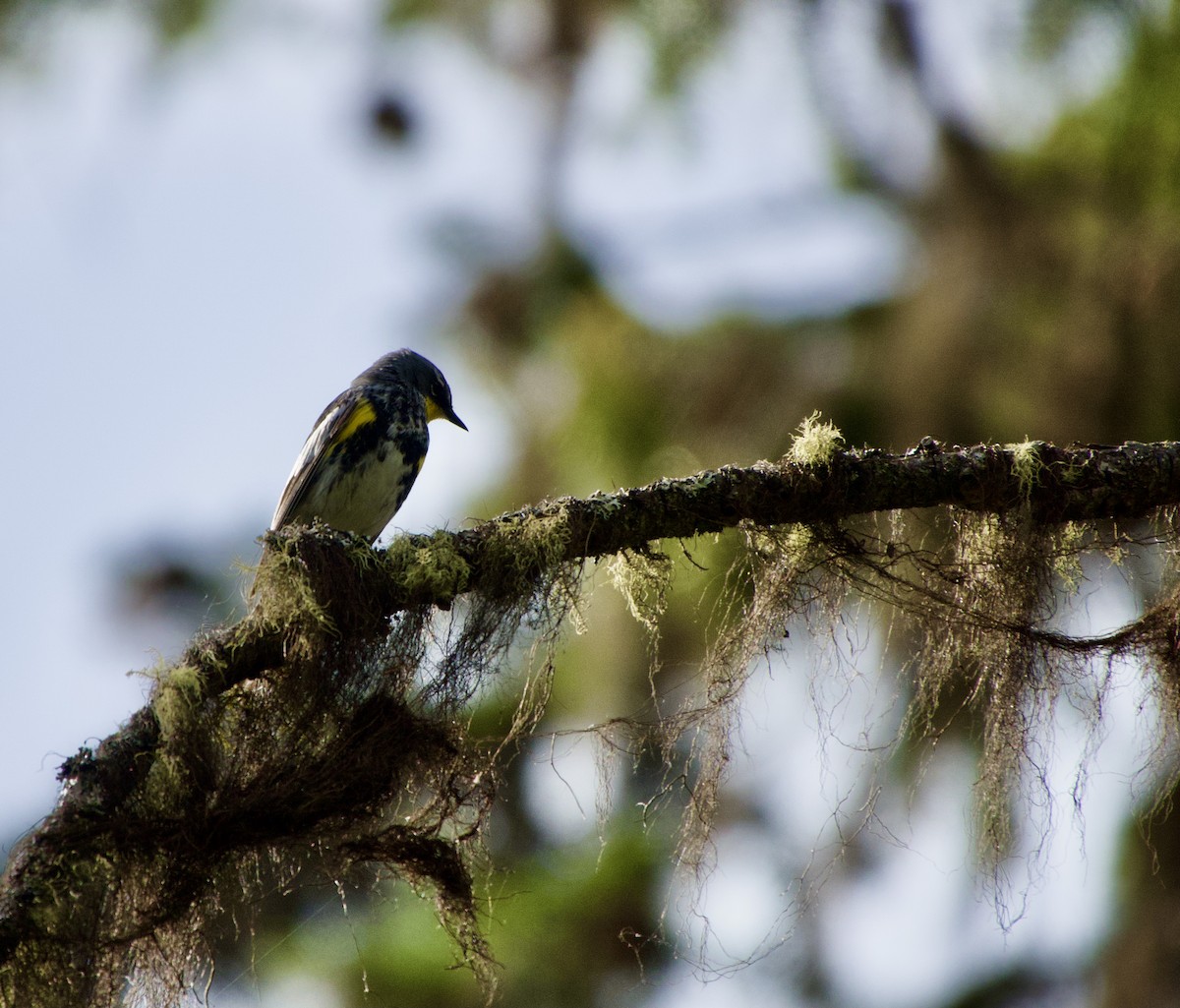 Yellow-rumped Warbler - ML620235081