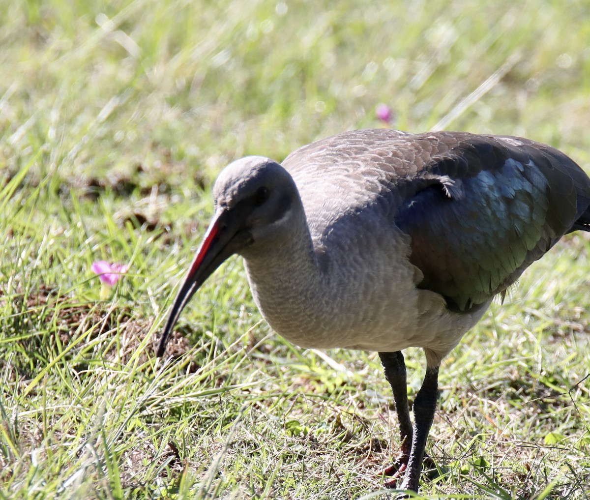 Hadada Ibis - ML620235093