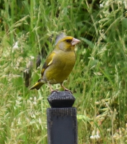 European Greenfinch - ML620235100