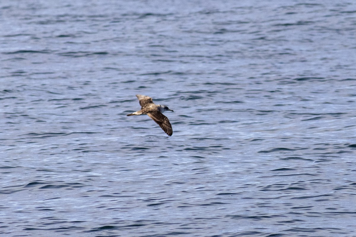 Cory's Shearwater - ML620235102