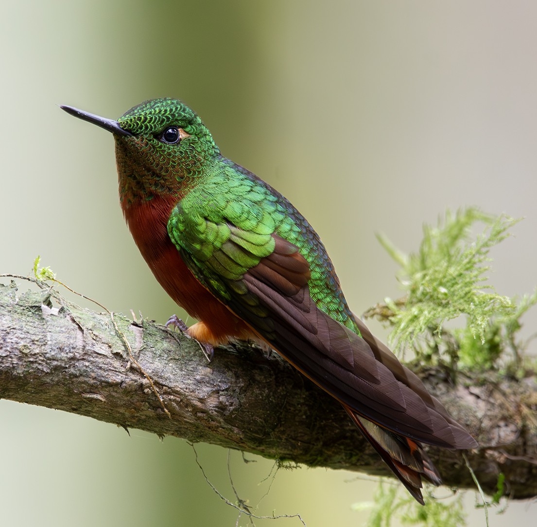 kolibřík peruánský - ML620235105