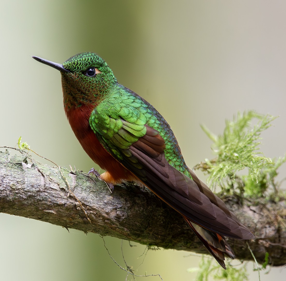 Chestnut-breasted Coronet - ML620235105