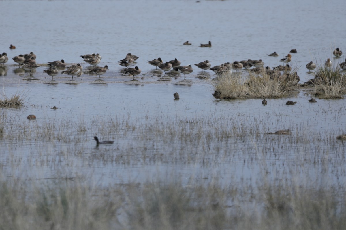 American Wigeon - ML620235106