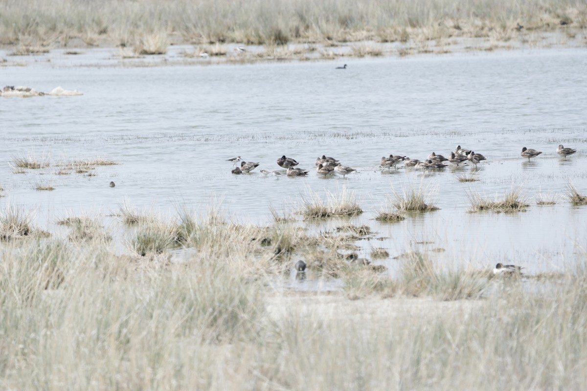 American Wigeon - ML620235107