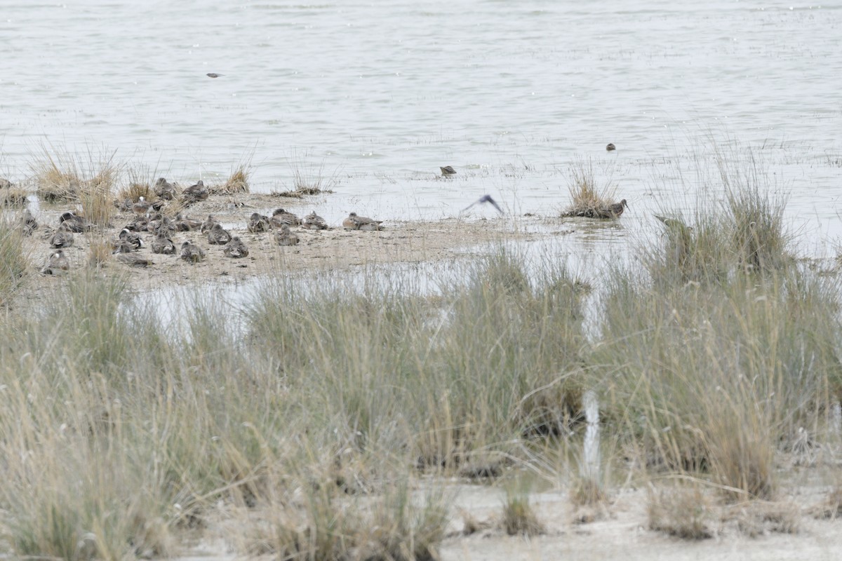 American Wigeon - ML620235109