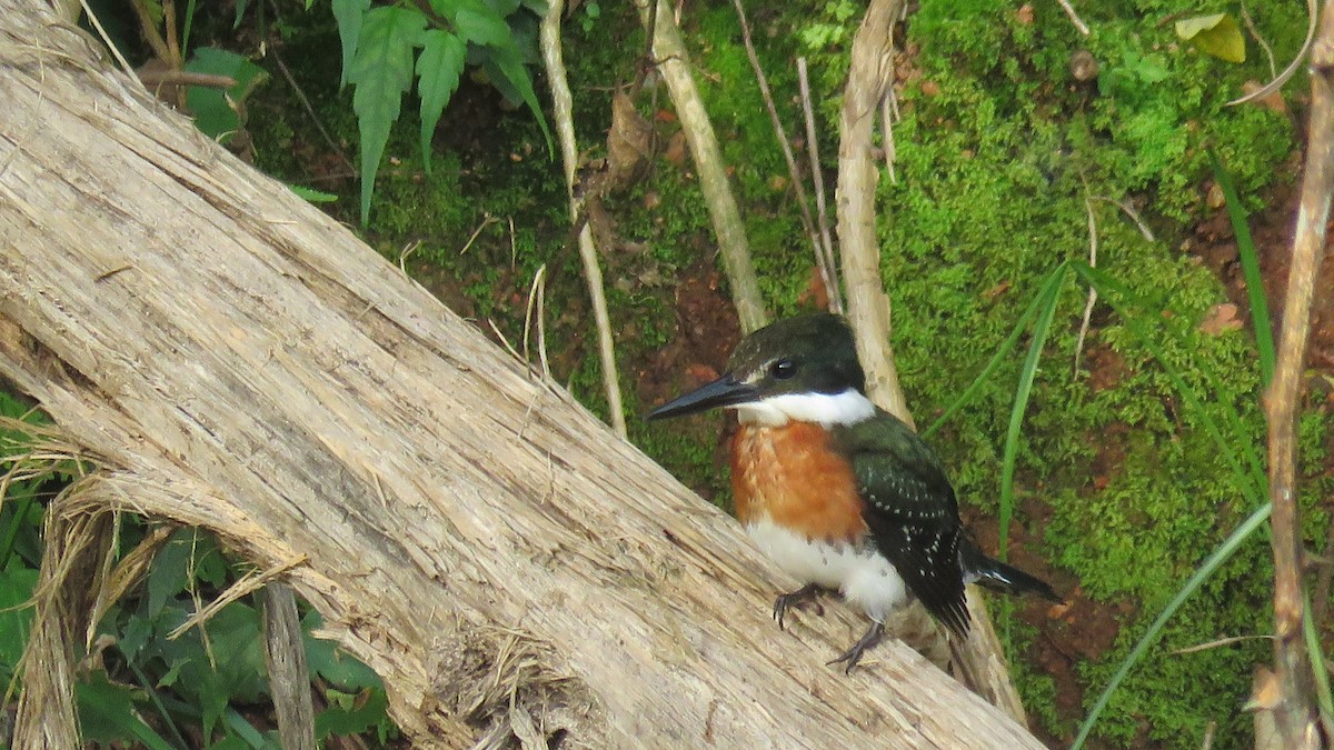 Green Kingfisher - ML620235110