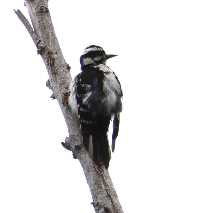 Downy Woodpecker - ML620235112