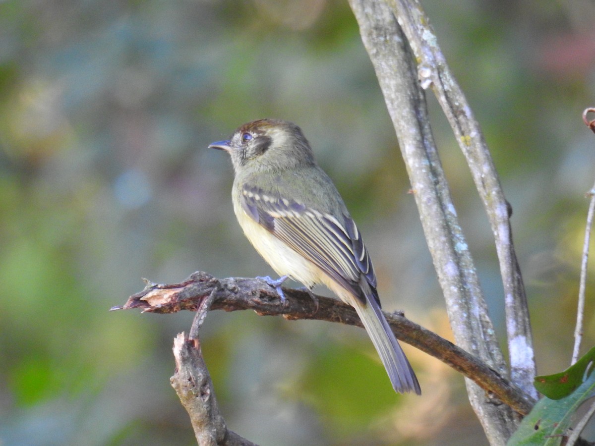 Sepia-capped Flycatcher - ML620235116