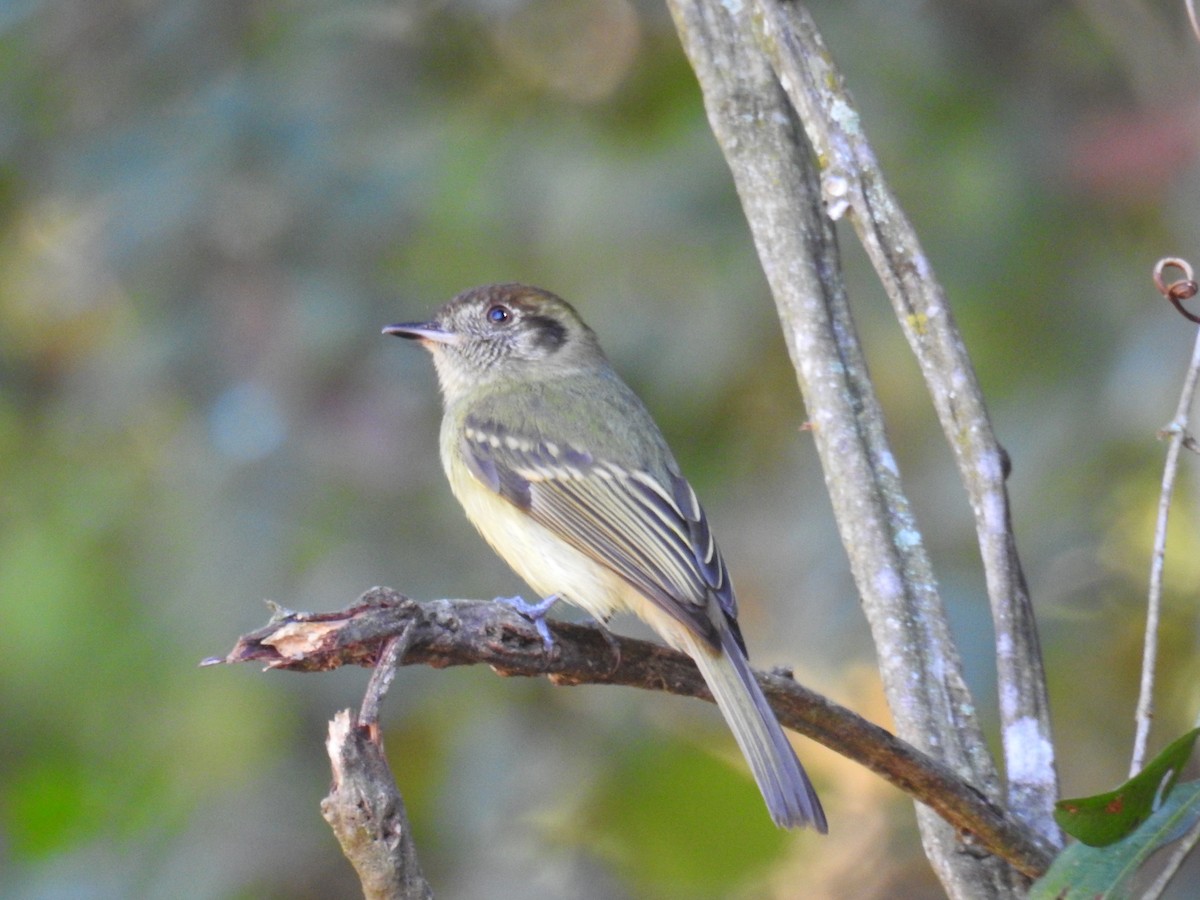 Sepia-capped Flycatcher - ML620235117