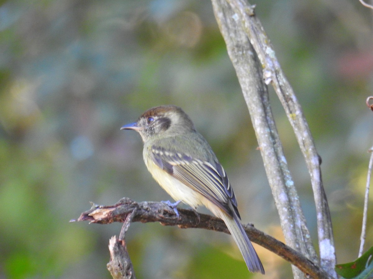 Sepia-capped Flycatcher - ML620235118
