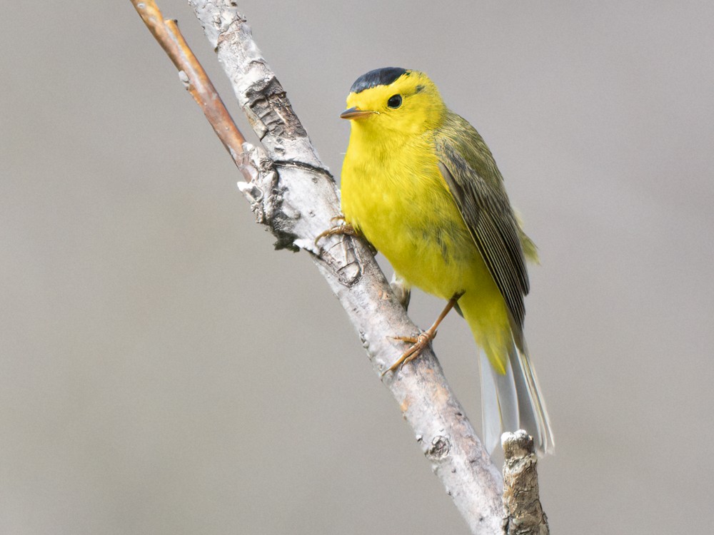 Wilson's Warbler - ML620235124