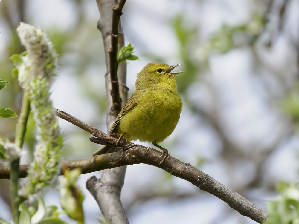 Orange-crowned Warbler - ML620235125