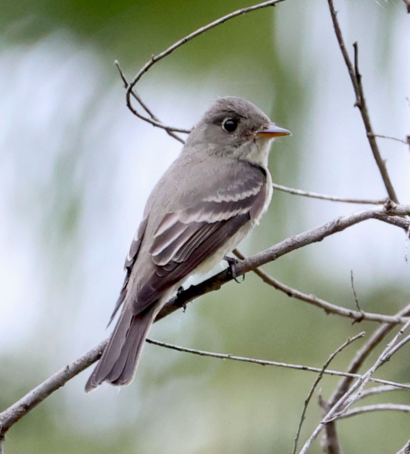 Eastern Wood-Pewee - ML620235129