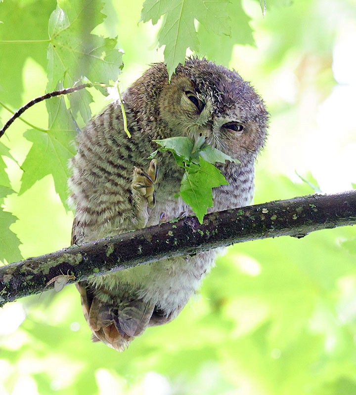 Eastern Screech-Owl - ML620235139