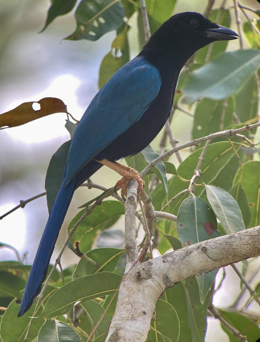 Yucatan Jay - ML620235140