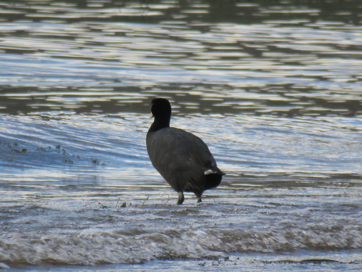 Slate-colored Coot - ML620235143