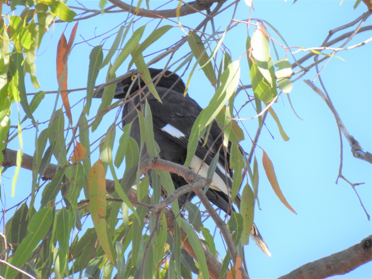 Pied Currawong - ML620235147