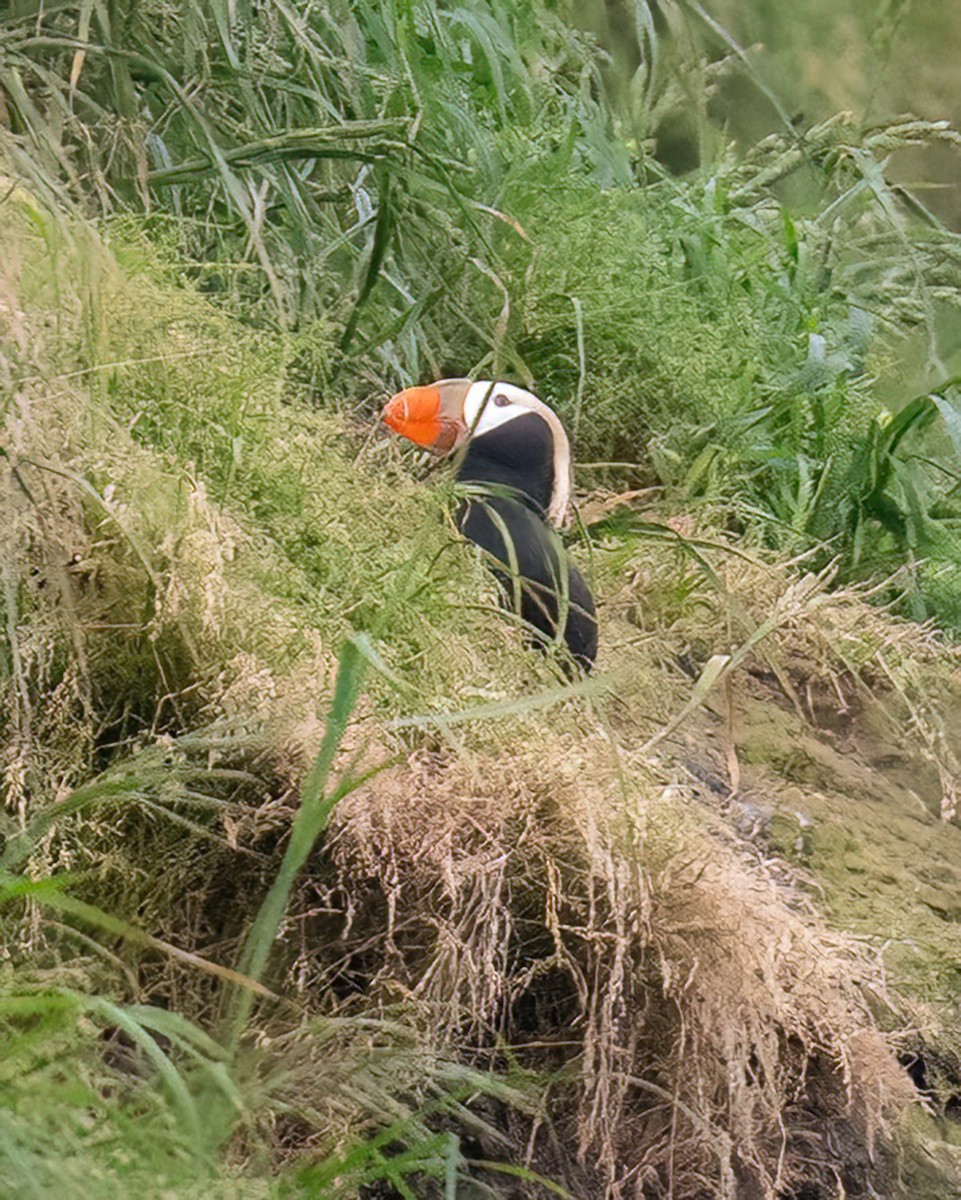 Tufted Puffin - ML620235158