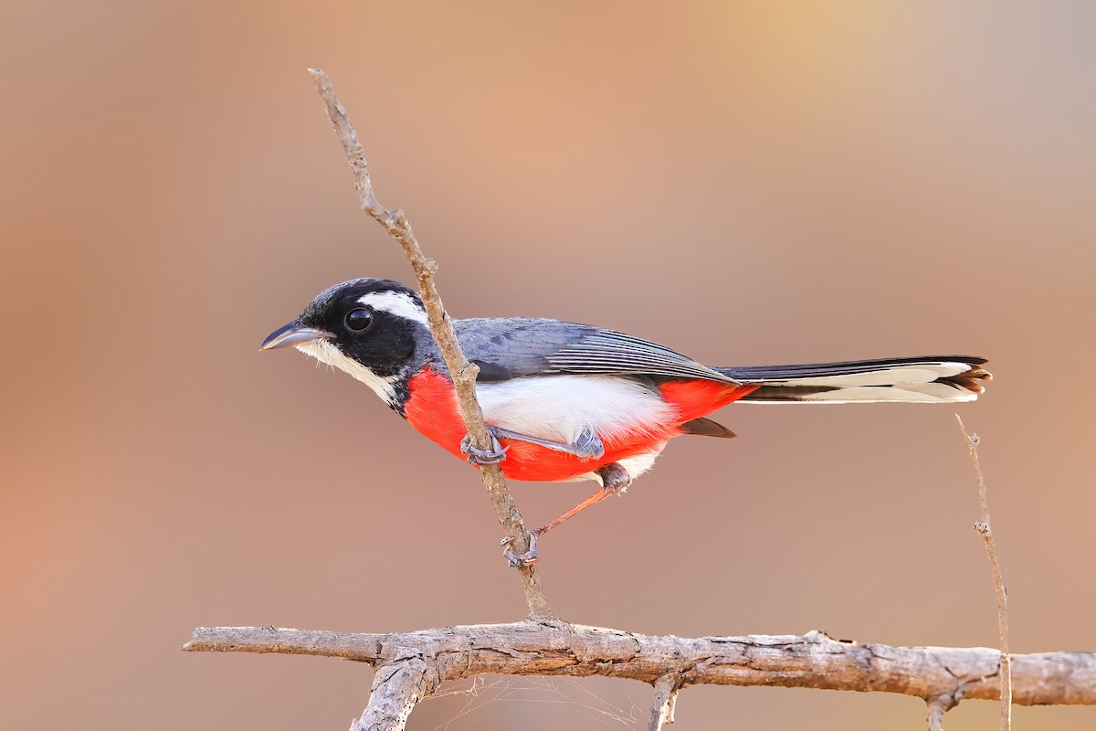 Red-breasted Chat - ML620235159