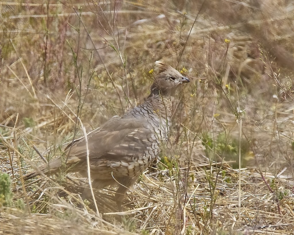 Scaled Quail - Mark Conner